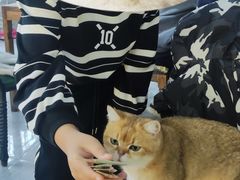 -猫小院猫主题餐厅(南锣旗舰店)
