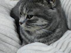 -pd派德宠物中心医院24H急重症·眼科中心·血液透析中心(嵩山北路店)