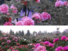 -曹州牡丹园