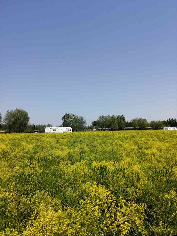 西双塘油菜花海-"昨天去了,不知道是不是没找到地方,反正嘛.