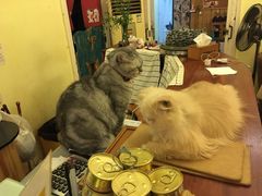 -猫色咖啡·猫咖