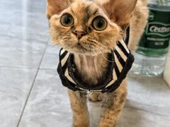 -猫大福·Fortune Cat猫舍(百子湾店)