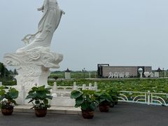 -荷花荡