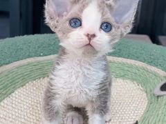 -70cat德文卷毛猫·缅因猫纯种猫舍