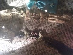 IMAG0368-嘉喜来比萨(罗马花园店)