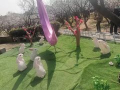 -香雪海