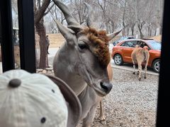 -北京野生动物园