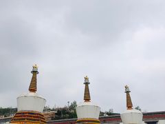-塔尔寺菩提树