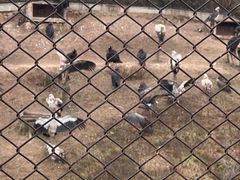 -青藏高原野生动物园