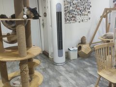 -楼上猫咖(罗湖店)