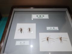 -上海昆虫博物馆