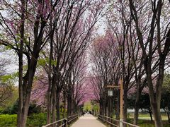 -洛阳市隋唐城遗址植物园