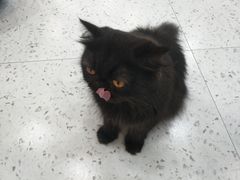 -喵园·猫主题咖啡厅·撸猫·猫咖(国贸店)