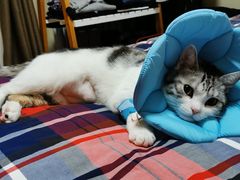 -美联众合动物医院·24h转诊中心