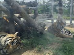 -西霞口神雕山野生动物世界