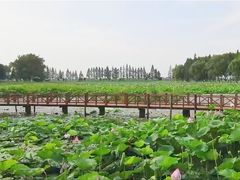 -洪湖生态旅游区