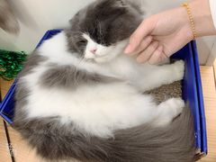 -李小姐の猫咖啡馆(五角场店)