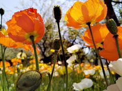 -名花谷生态庄园