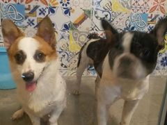 -严国平动物医院(德政总院)