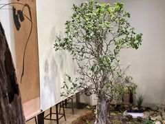 -成川茶店·潮汕工夫浓茶(万象店)