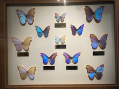 -上海昆虫博物馆