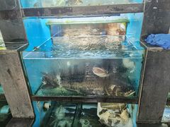 -全乐鱼馆·淳牌有机鱼直营店