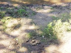 -野象谷景区