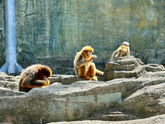 -大连森林动物园