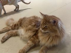 -藏猫猫咖啡主题馆(中央大道店)