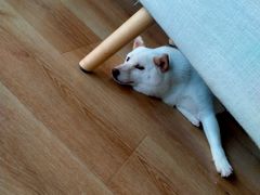 -柴犬小屋·柴餐厅·狗咖食堂(金鼎广场店)