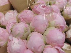 -双季花艺园艺市场(浦东店)