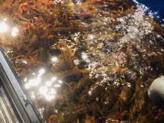 -深海壹品海鲜自助餐厅(吾悦广场店)