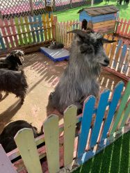 -萌宠亲子动物乐园(槐房万达店)