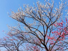 -新建村梅花