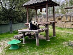 -上海野生动物园