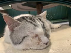 -遇见羊驼·奶狗咖·布偶猫咖·法斗柯基柴犬阿拉斯加(春熙路太古里IFS店)
