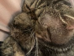 -more than meow吴止猫主题餐厅(承德 中船汇店)