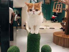 -飞行喵MR PILOT|猫舍·猫咖(静安大融城店)
