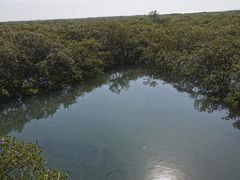 -北海金海湾红树林生态旅游区