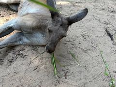 -秦皇岛野生动物园