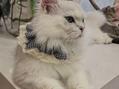 -共舞时光猫咖·狗咖(新街口店)