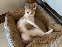 -创凡宠物医院·骨专科  猫科中心(西乡分院)