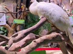 -正佳雨林生态植物园