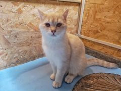 -猫色咖啡·猫咖