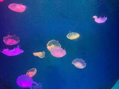 -广州海洋馆