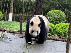 -都江堰中华大熊猫苑