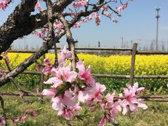 -田园东方蜜桃村的田野营地