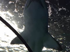 -悉尼海洋生物水族馆