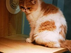 -BABIT巴比特宠物(MOMOPARK店)