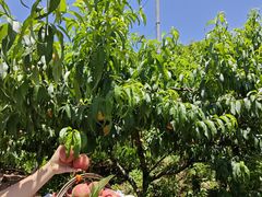 -桃源山庄·摘樱桃·柴火鸡·烧烤团建(龙泉山店)